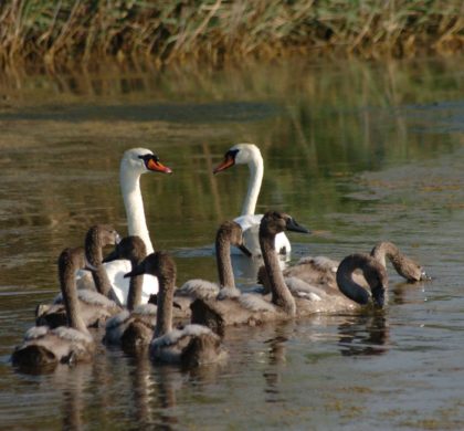 Η λίμνη των κύκνων… στη Βόρεια Εύβοια