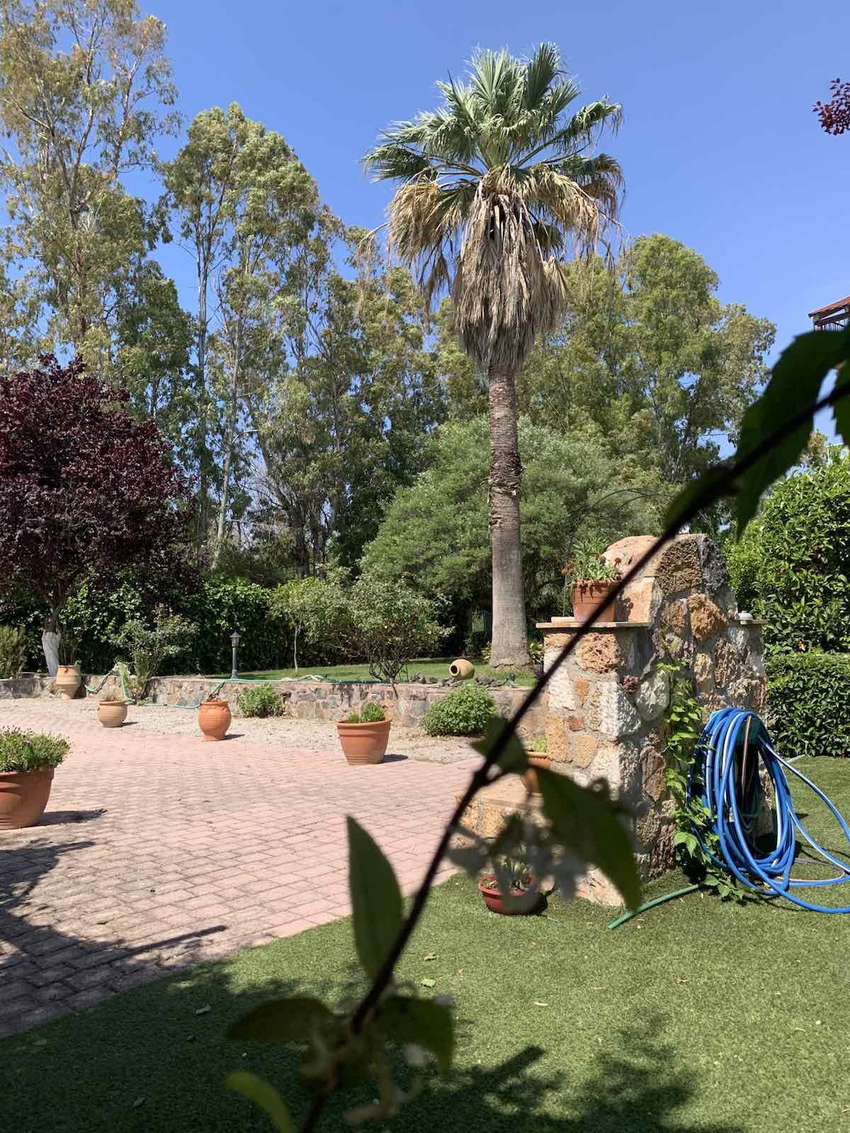 Aenaon Studios garden